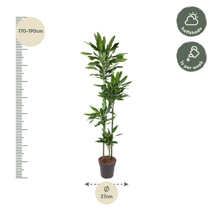 Dracaena Janet Lind - 180 cm - Forest Plants