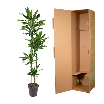 Dracaena Janet Lind - 180 cm - Forest Plants