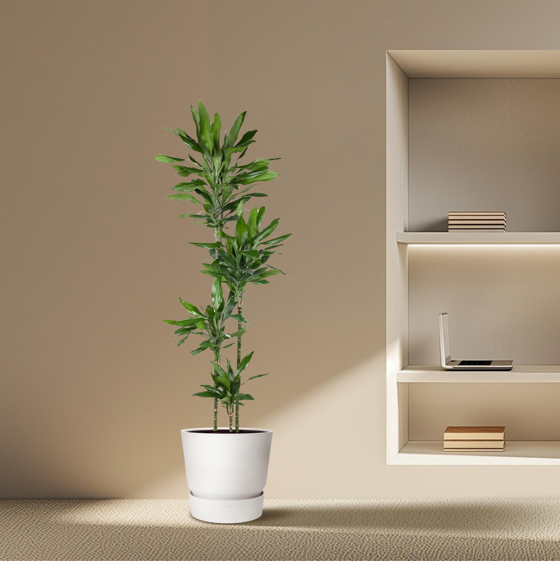 Dracaena Janet Lind - 180 cm - Forest Plants