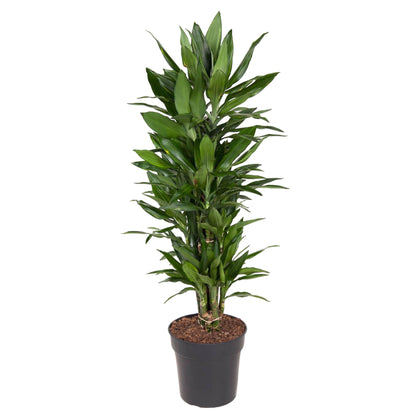 Dracaena Janet Lind vertakt - 110 cm - Forest Plants