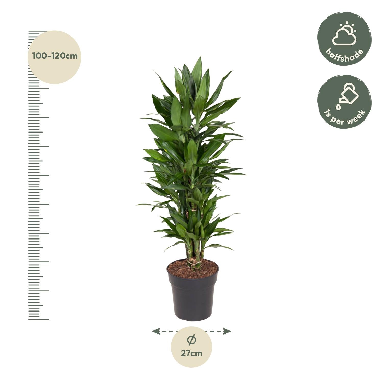 Dracaena Janet Lind vertakt - 110 cm - Forest Plants