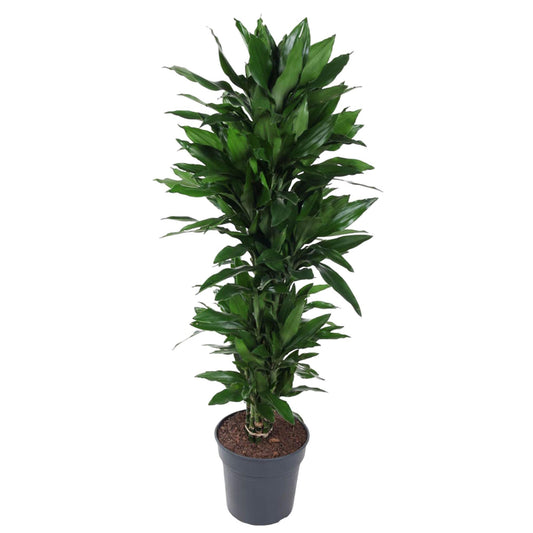 Dracaena Janet Lind vertakt - 120 cm - Forest Plants