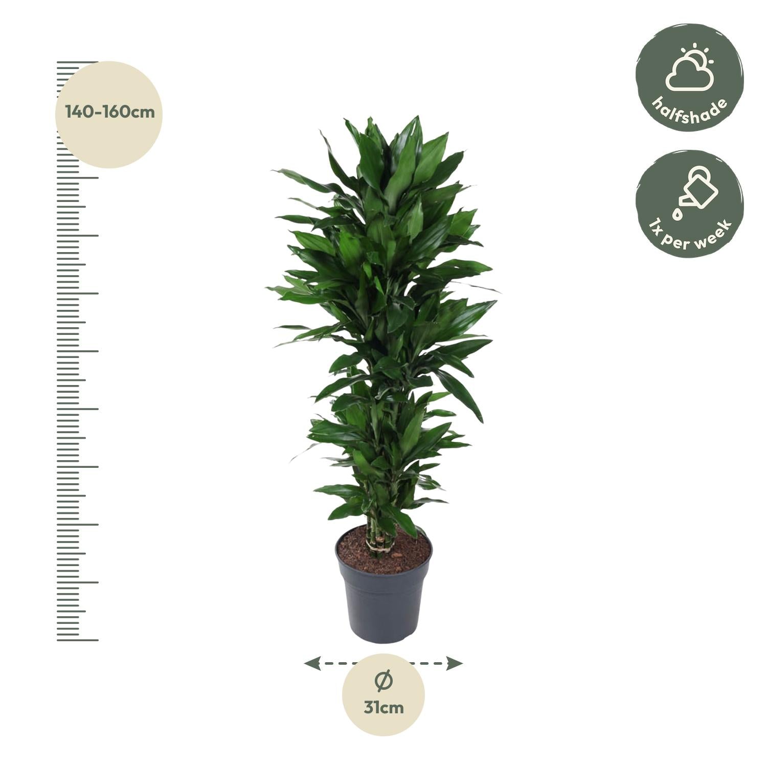 Dracaena Janet Lind vertakt - 120 cm - Forest Plants
