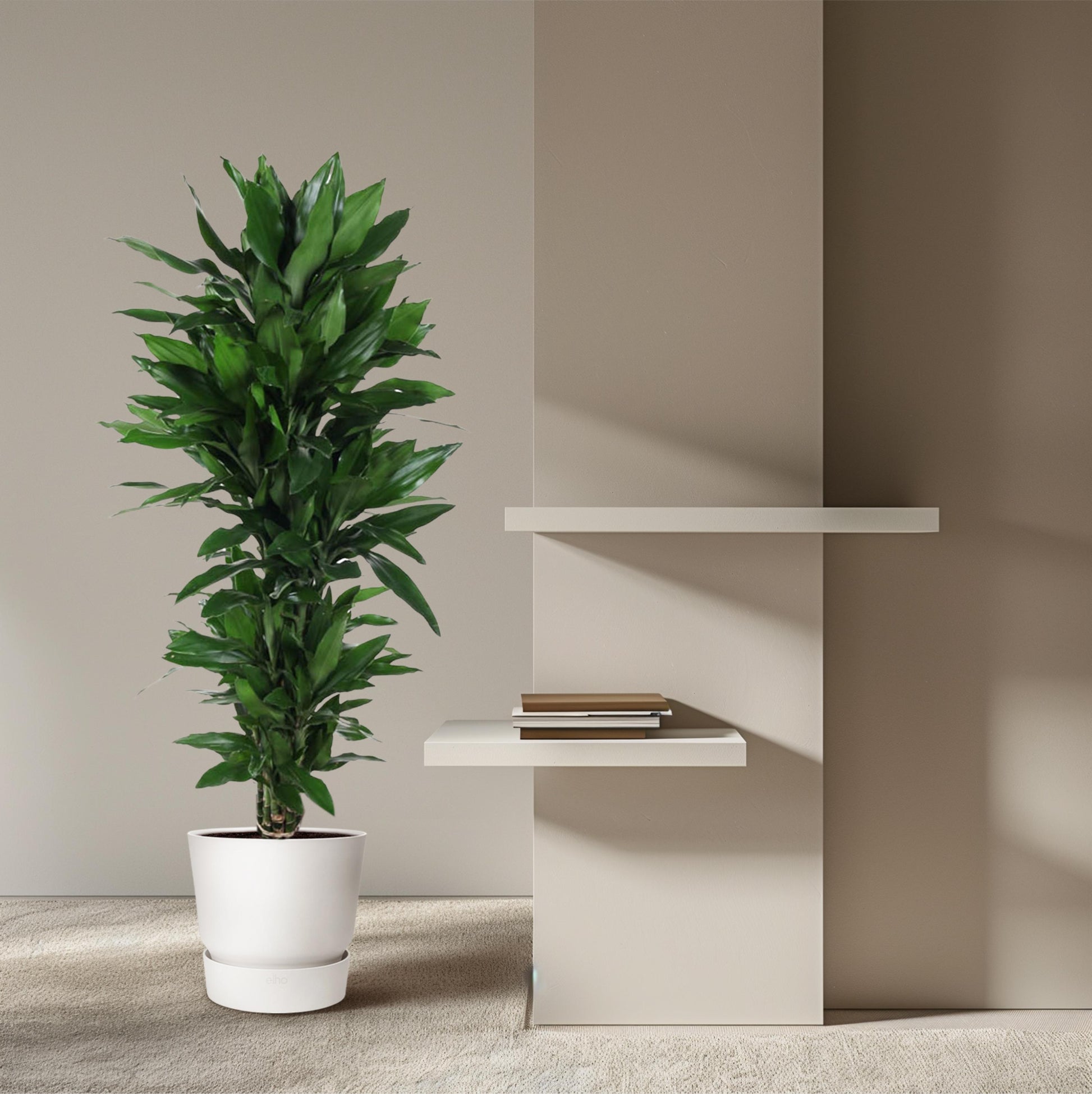 Dracaena Janet Lind vertakt - 120 cm - Forest Plants