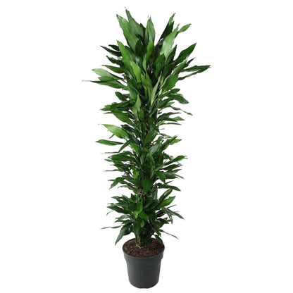 Dracaena Janet Lind vertakt - 170 cm - Forest Plants