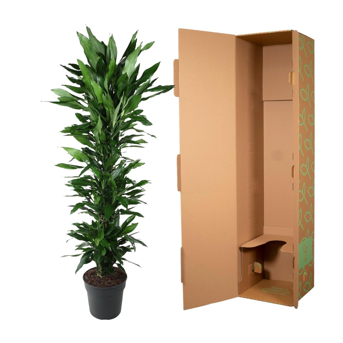 Dracaena Janet Lind vertakt - 170 cm - Forest Plants