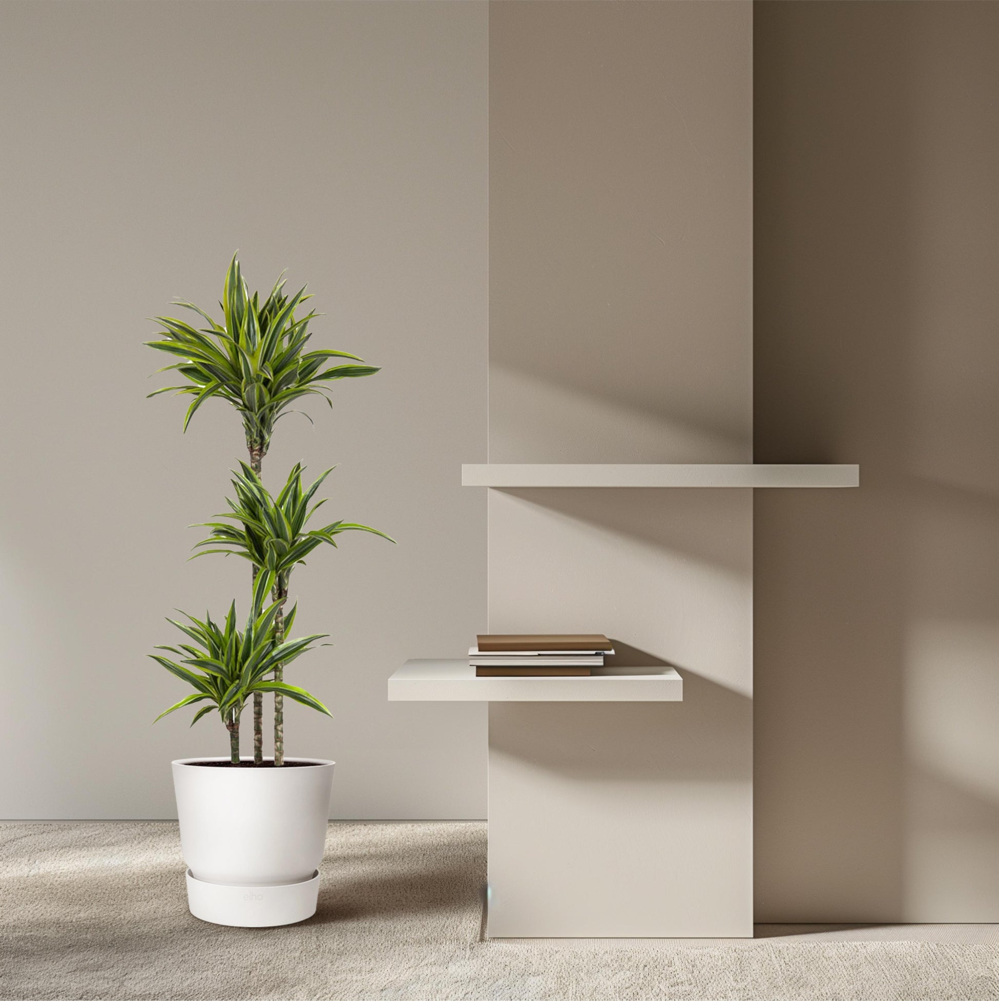 Dracaena Lemon Lime - 130 cm - Forest Plants