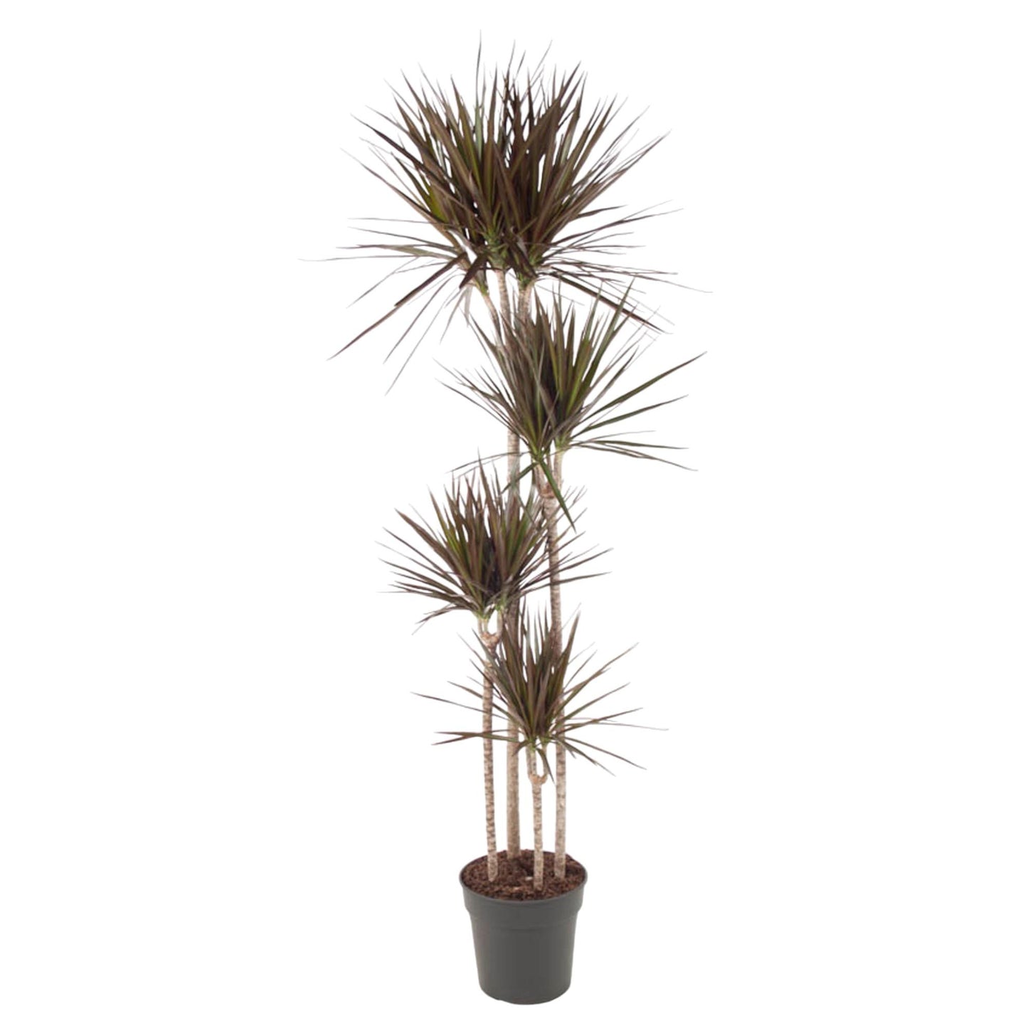 Dracaena Magenta - 180 cm - Forest Plants