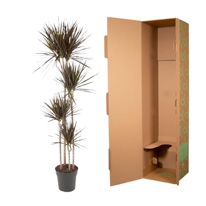 Dracaena Magenta - 180 cm - Forest Plants