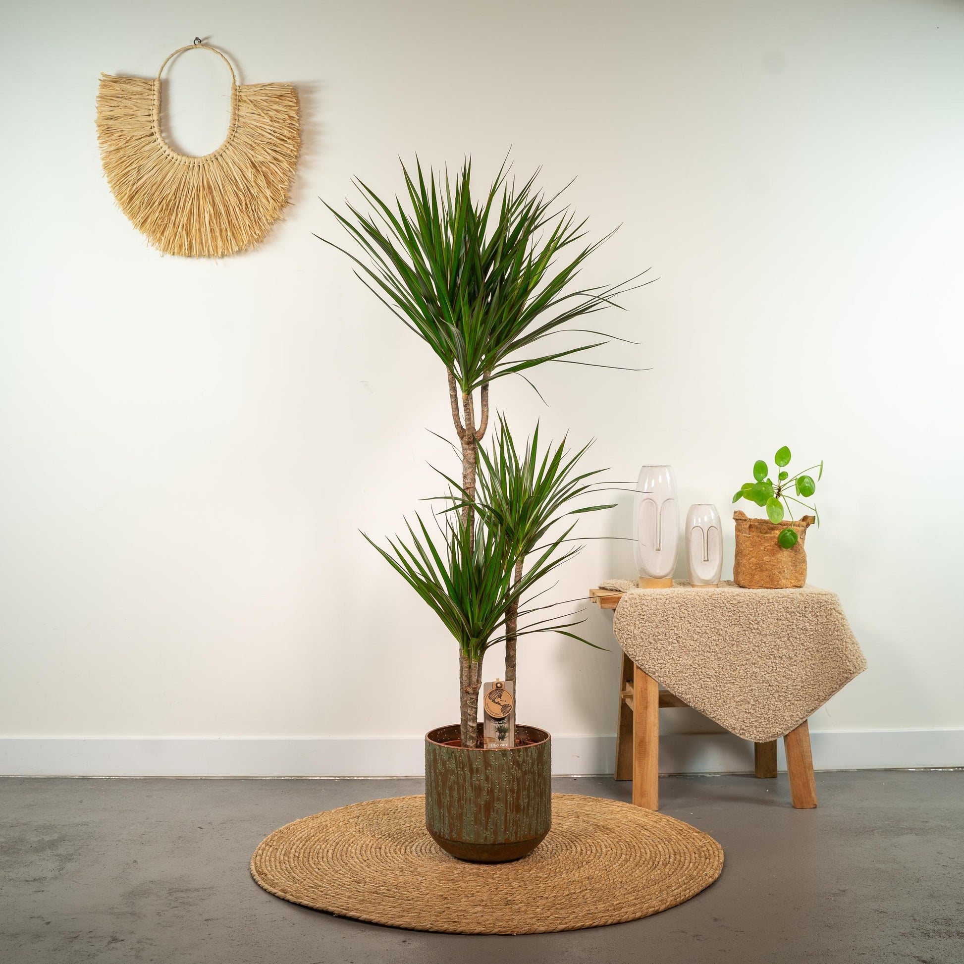Dracaena Marginata - 120 cm - Forest Plants