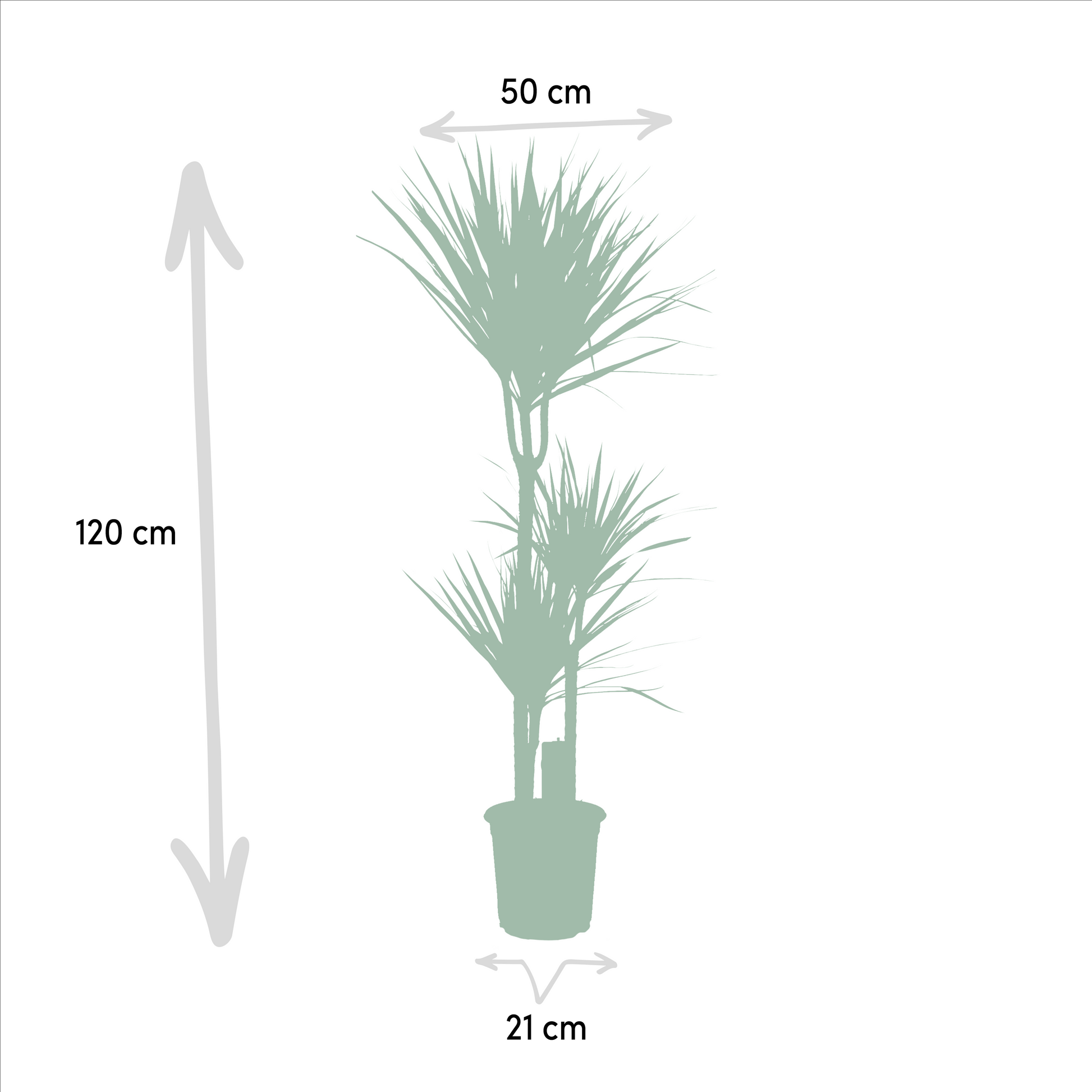 Dracaena Marginata - 120 cm - Forest Plants