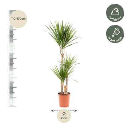 Dracaena Marginata - 120 cm - Forest Plants