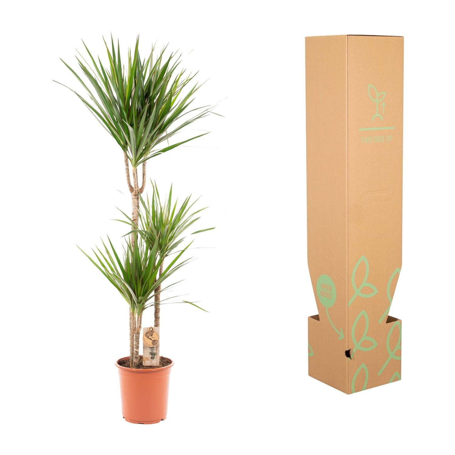 Dracaena Marginata - 120 cm - Forest Plants
