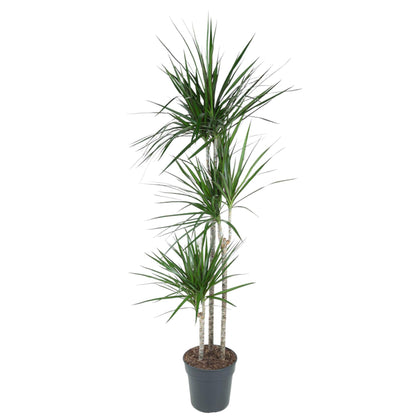 Dracaena Marginata - 160 cm - Forest Plants
