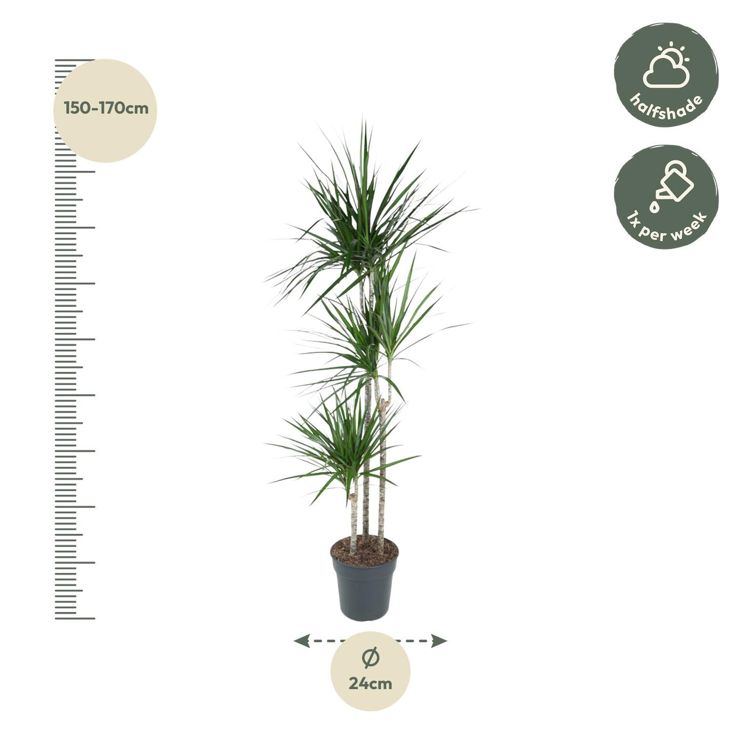 Dracaena Marginata - 160 cm - Forest Plants