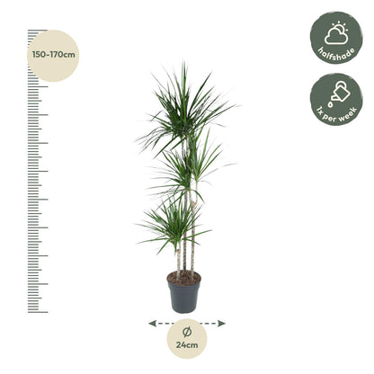 Dracaena Marginata - 160 cm - Forest Plants