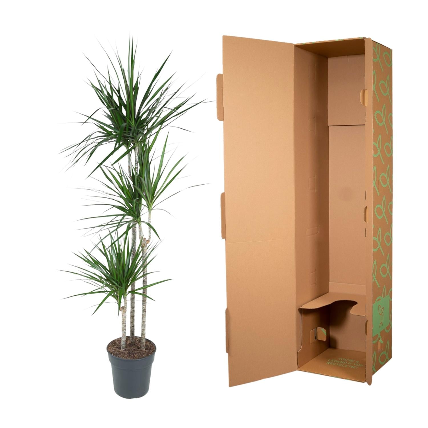 Dracaena Marginata - 160 cm - Forest Plants