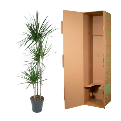 Dracaena Marginata - 160 cm - Forest Plants