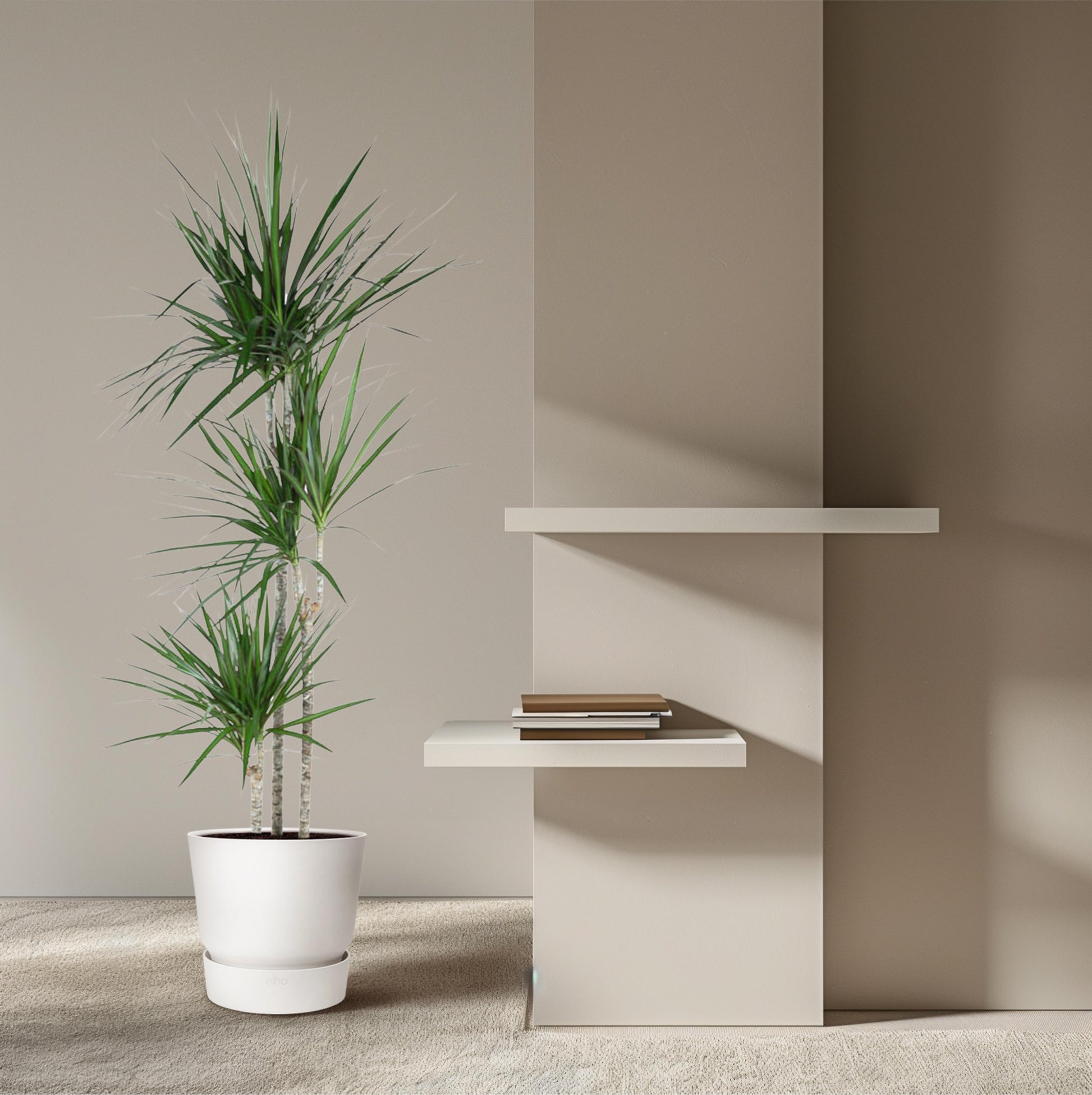 Dracaena Marginata - 160 cm - Forest Plants