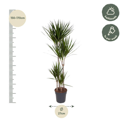Dracaena Marginata - 180 cm - Forest Plants