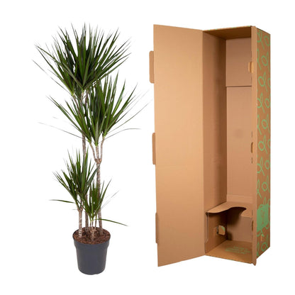 Dracaena Marginata - 180 cm - Forest Plants