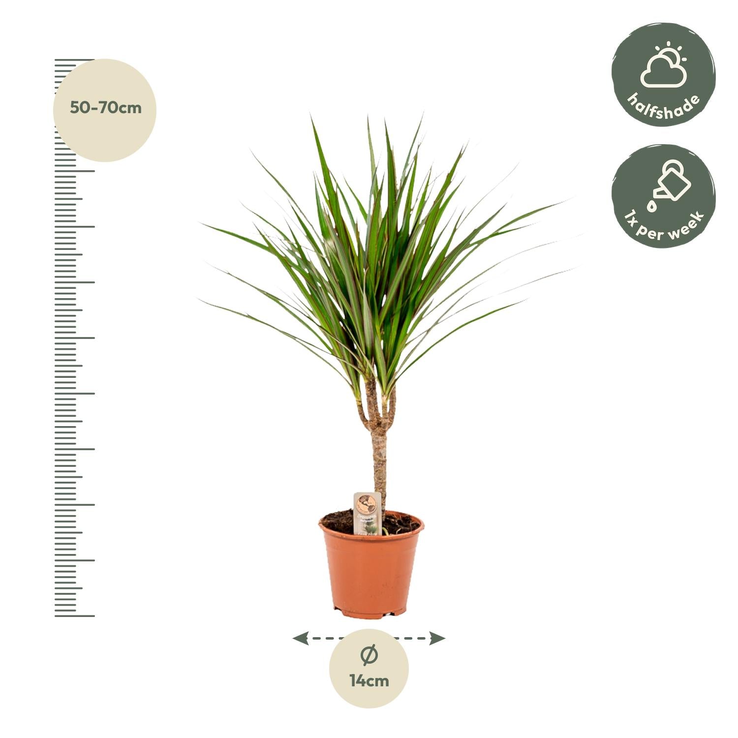 Dracaena Marginata - 60 cm - Forest Plants