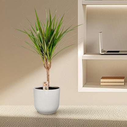 Dracaena Marginata - 60 cm - Forest Plants