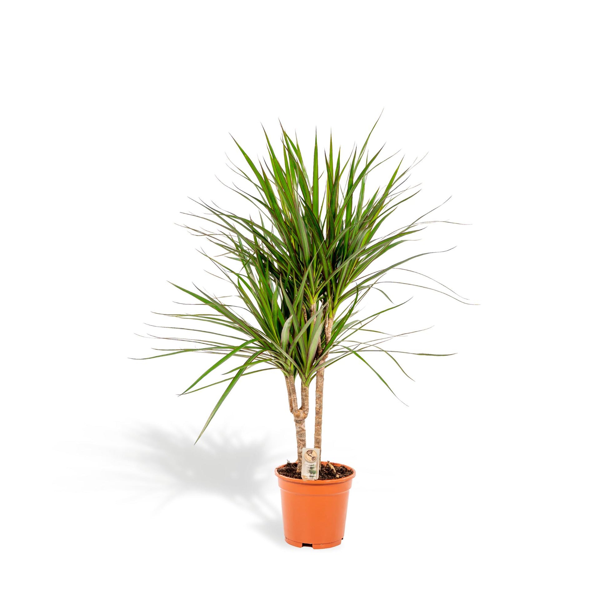Dracaena Marginata - 90 cm - Forest Plants