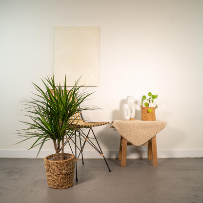 Dracaena Marginata - 90 cm - Forest Plants