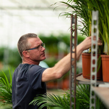 Dracaena Marginata - 90 cm - Forest Plants