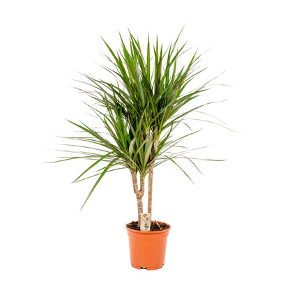 Dracaena Marginata - 90 cm - Forest Plants