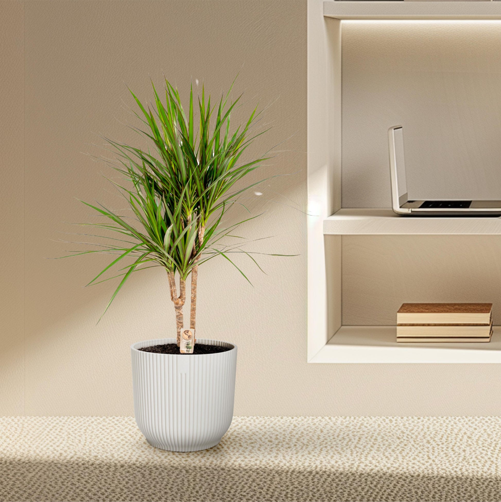 Dracaena Marginata - 90 cm - Forest Plants