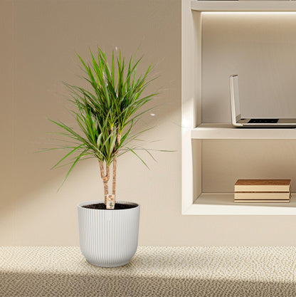 Dracaena Marginata - 90 cm - Forest Plants