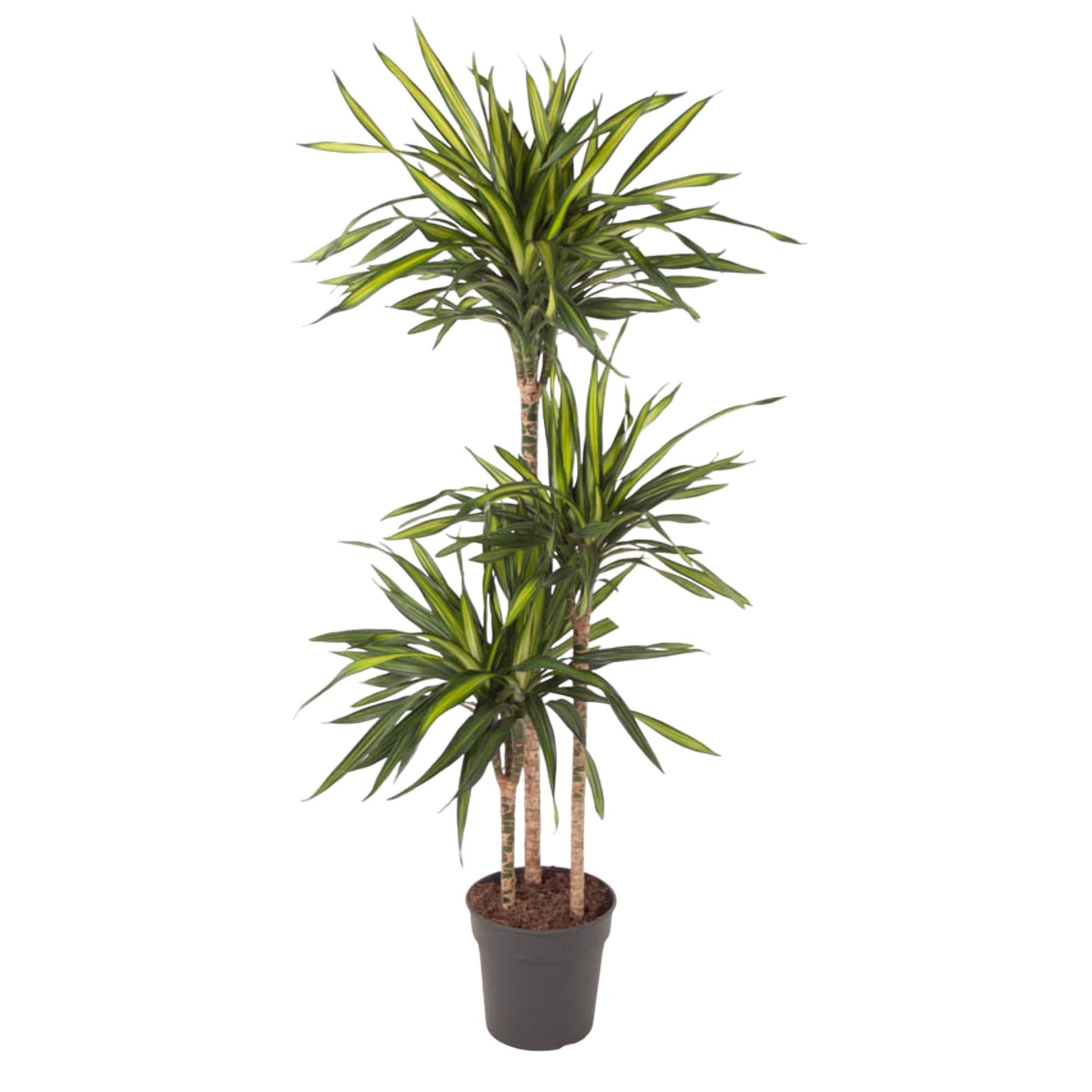 Dracaena Riki - 140 cm - Forest Plants