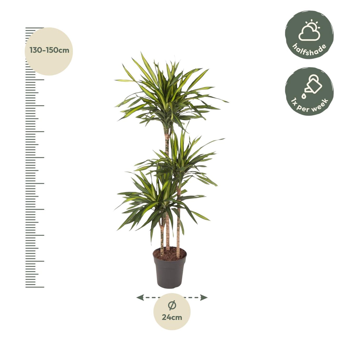 Dracaena Riki - 140 cm - Forest Plants