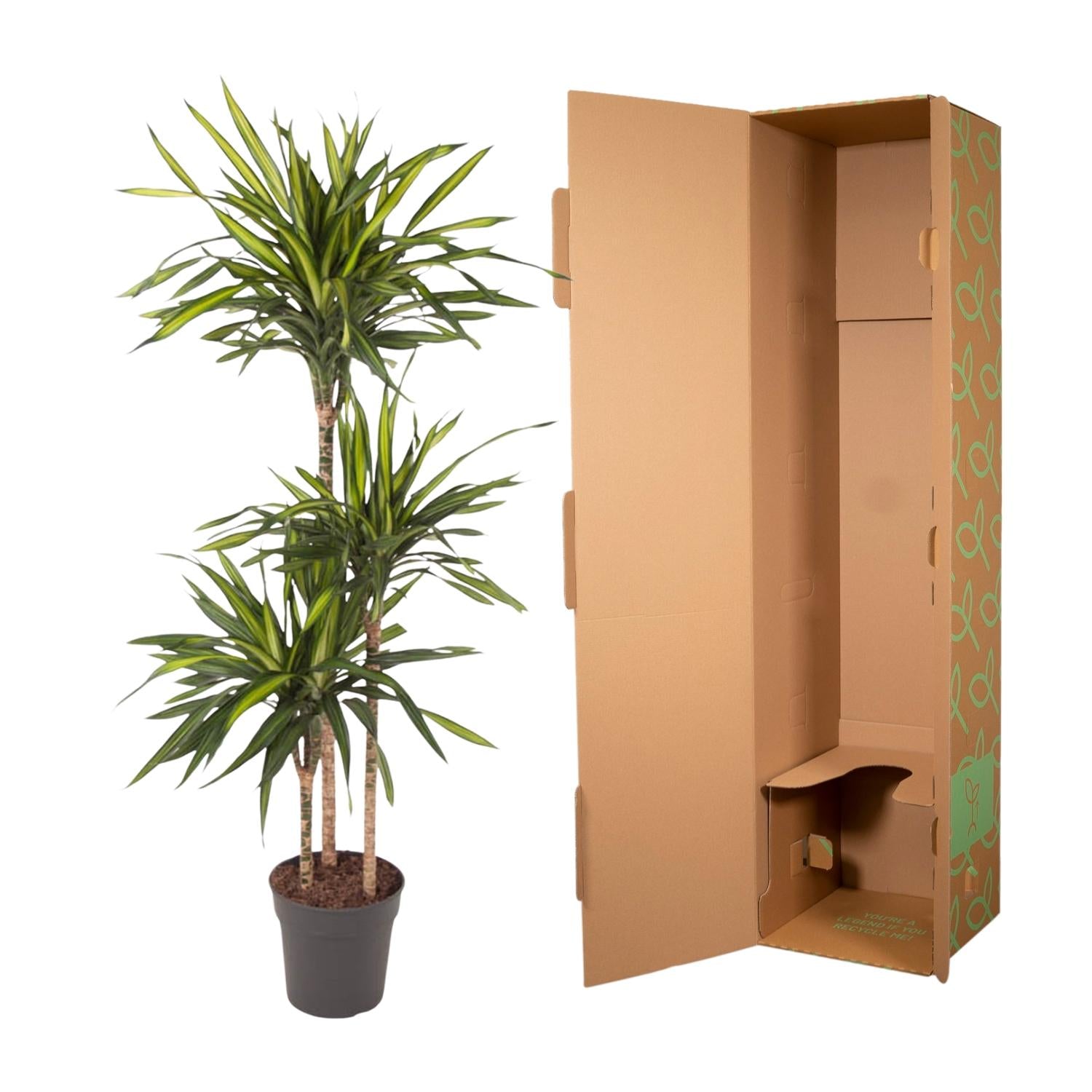 Dracaena Riki - 140 cm - Forest Plants