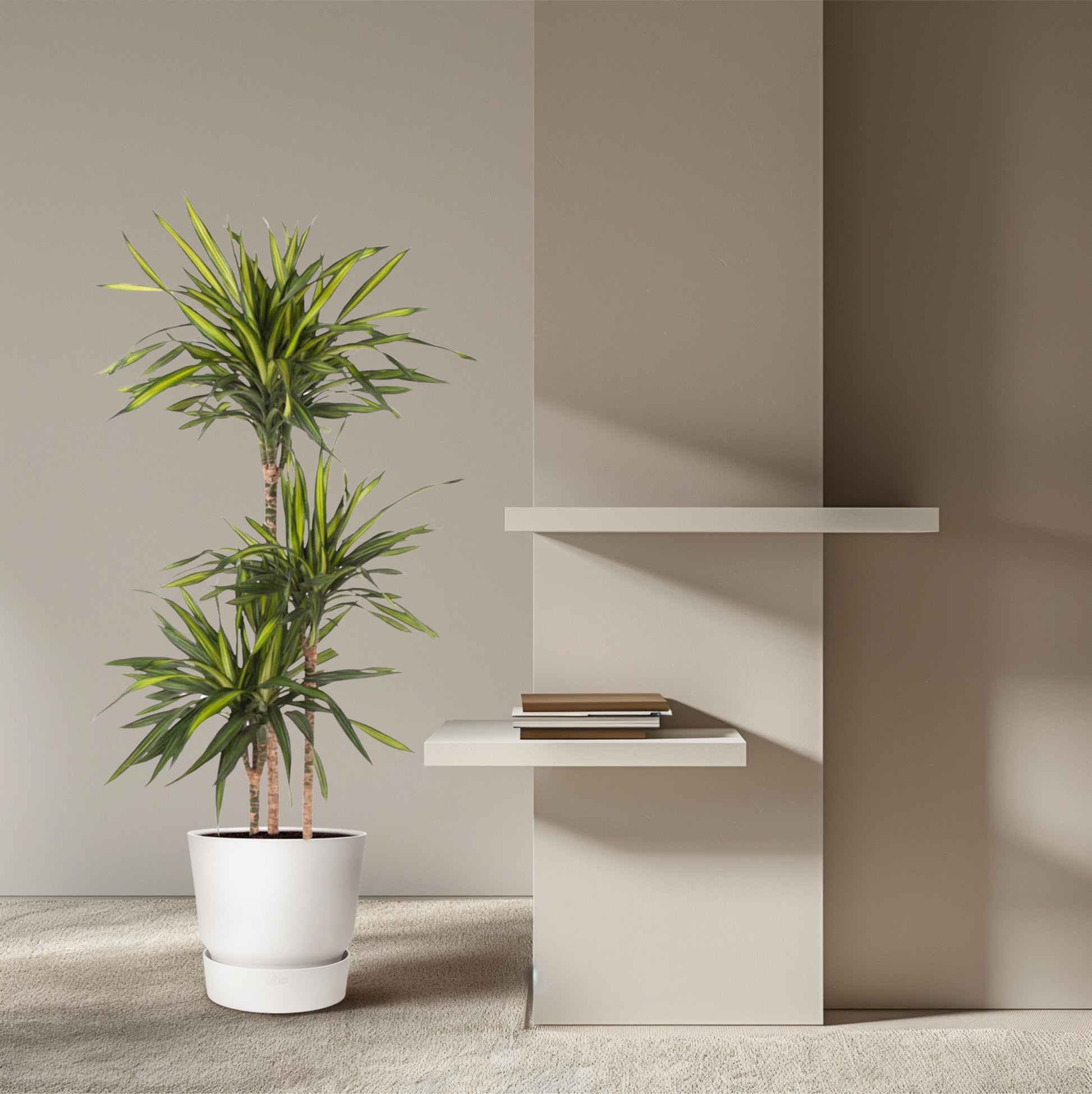 Dracaena Riki - 140 cm - Forest Plants