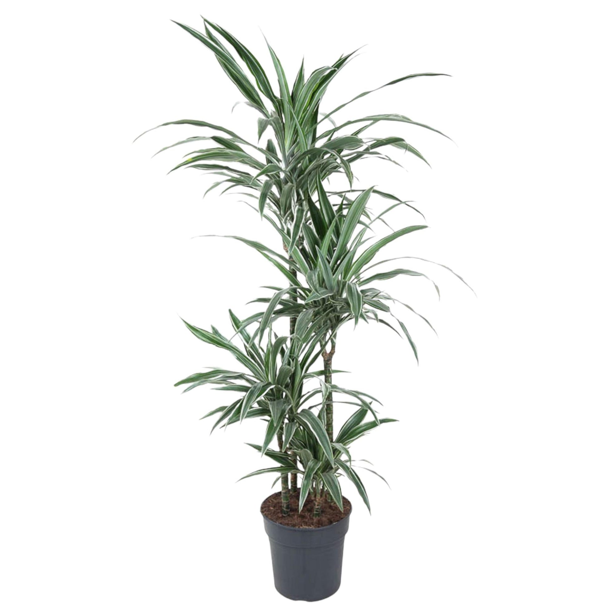 Dracaena Warneckei - 145 cm - Forest Plants