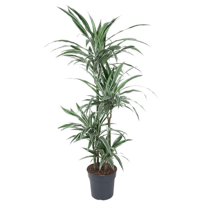 Dracaena Warneckei - 145 cm - Forest Plants