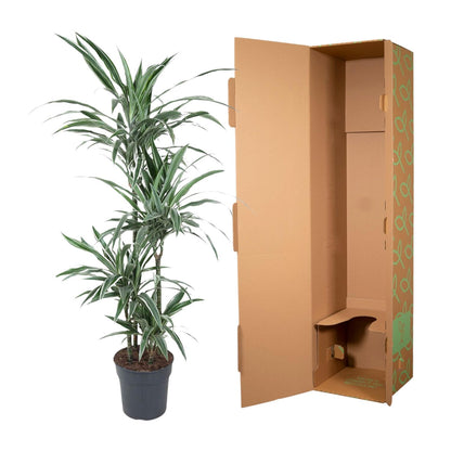 Dracaena Warneckei - 145 cm - Forest Plants