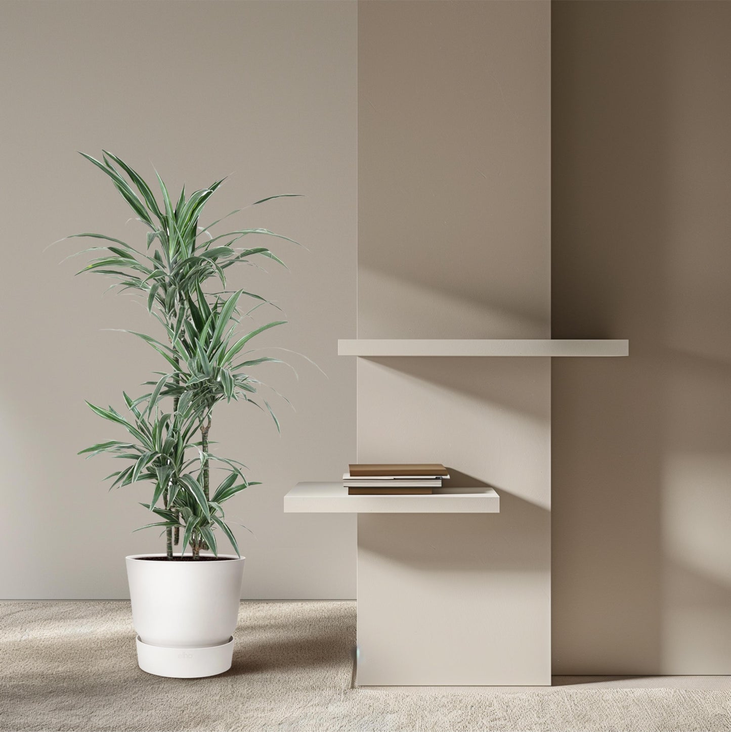 Dracaena Warneckei - 145 cm - Forest Plants