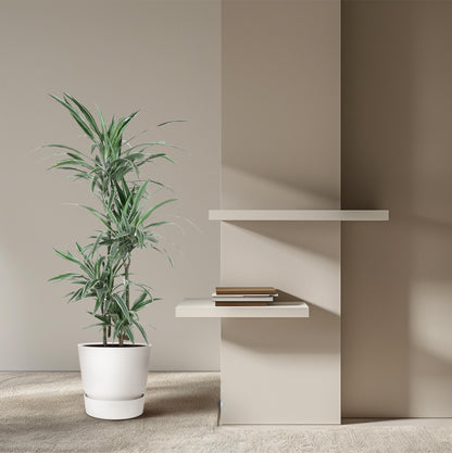 Dracaena Warneckei - 145 cm - Forest Plants