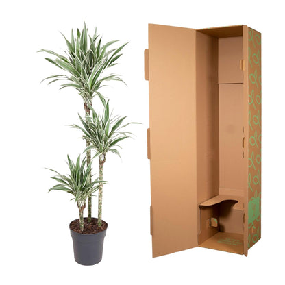 Dracaena White Stripe - 150 cm - Forest Plants