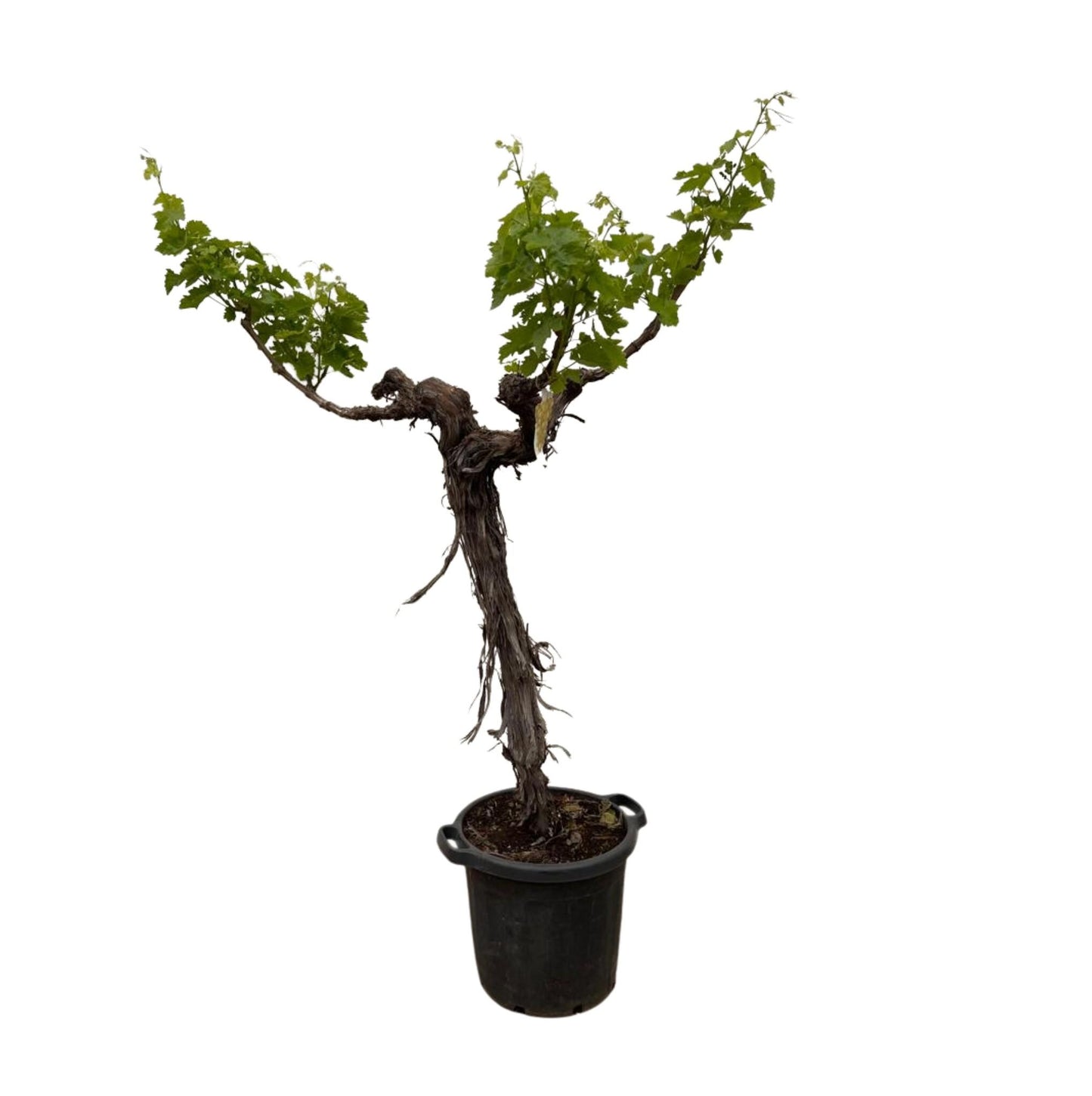 Druivenboom (Vitis Vinifera) stam vertakt - 220 cm - Forest Plants