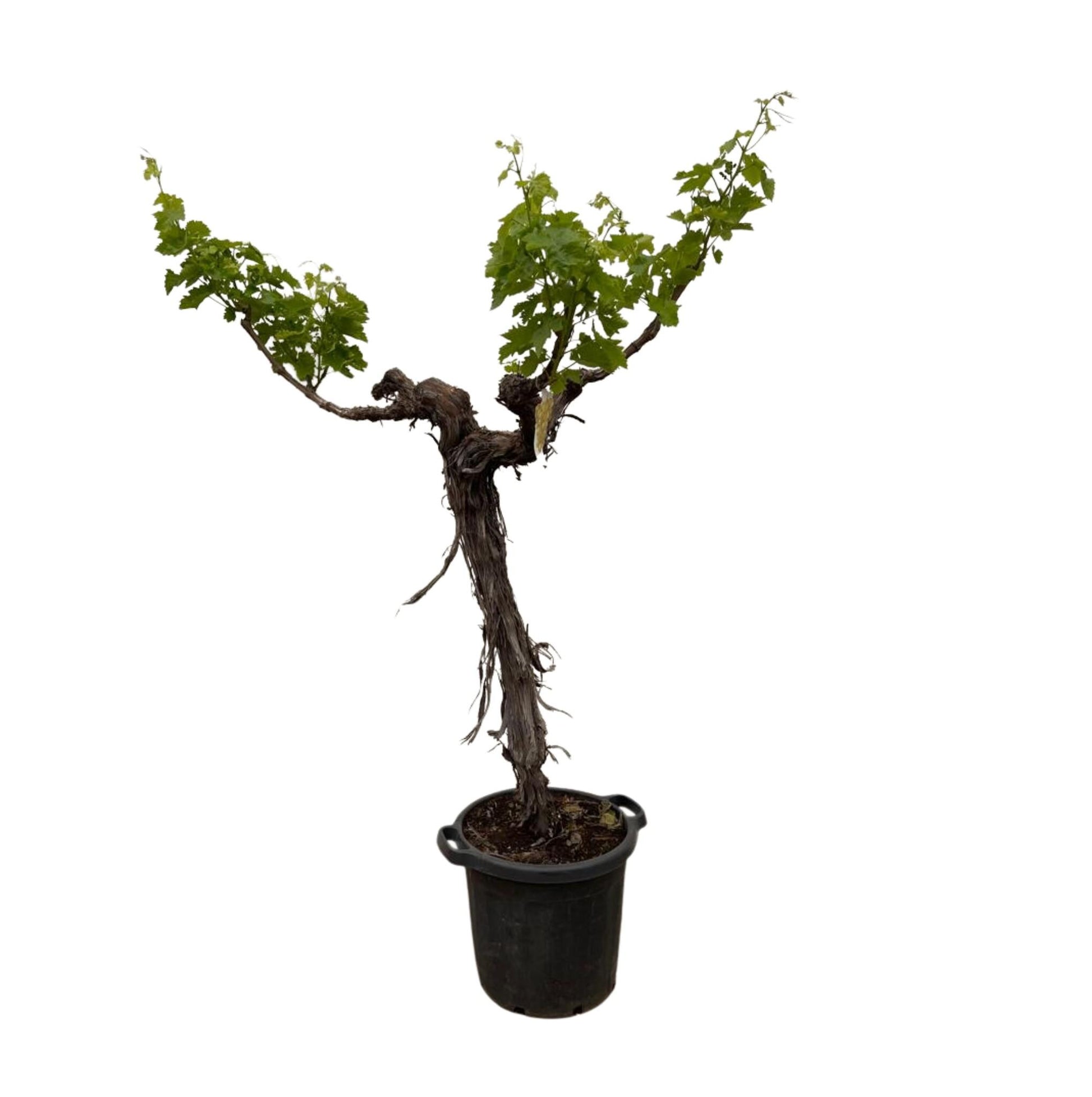 Druivenboom (Vitis Vinifera) stam vertakt - 220 cm - Forest Plants