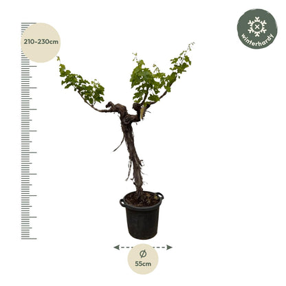 Druivenboom (Vitis Vinifera) stam vertakt - 220 cm - Forest Plants