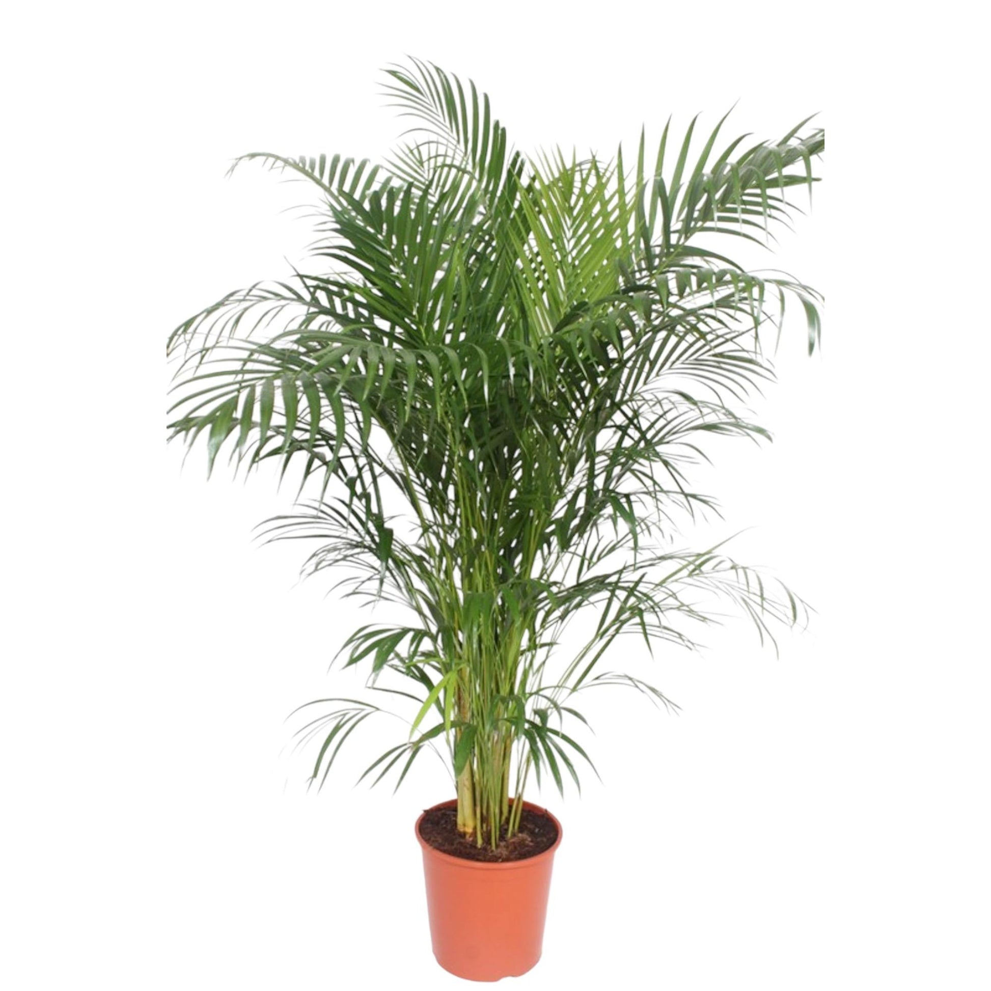 Dypsis Lutescens (Areca Palm) - 150-170 cm - Forest Plants