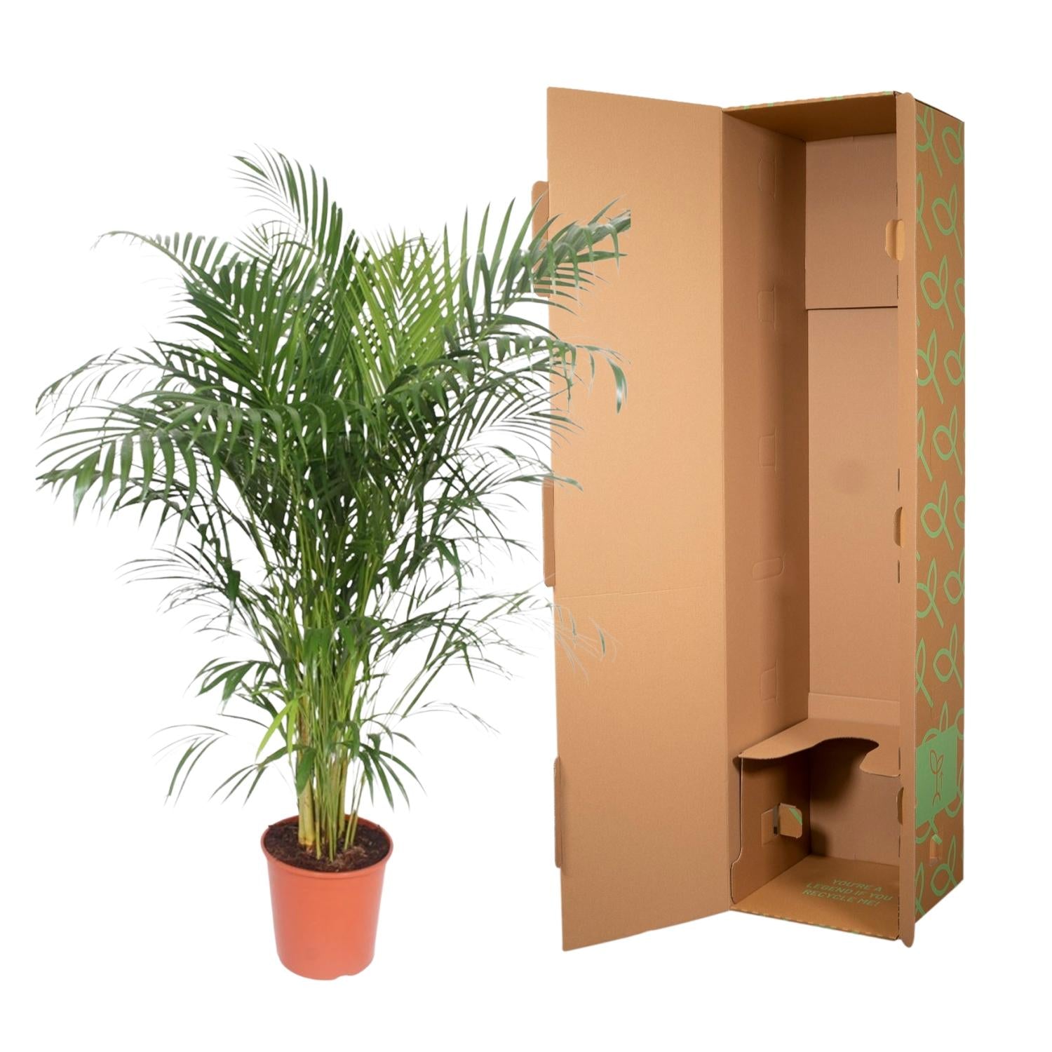 Dypsis Lutescens (Areca Palm) - 150-170 cm - Forest Plants