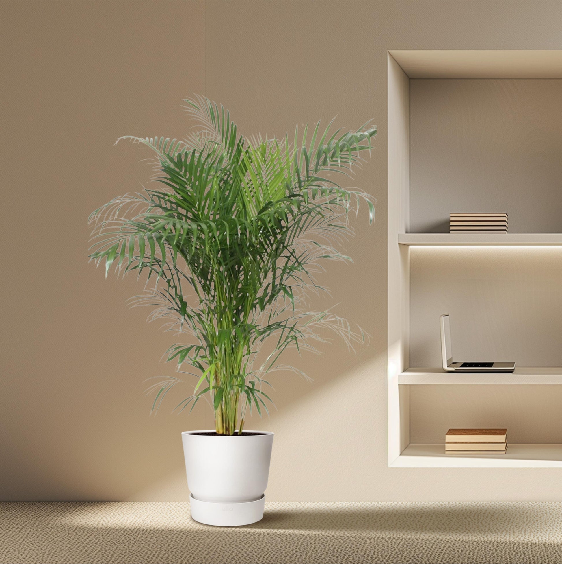 Dypsis Lutescens (Areca Palm) - 150-170 cm - Forest Plants