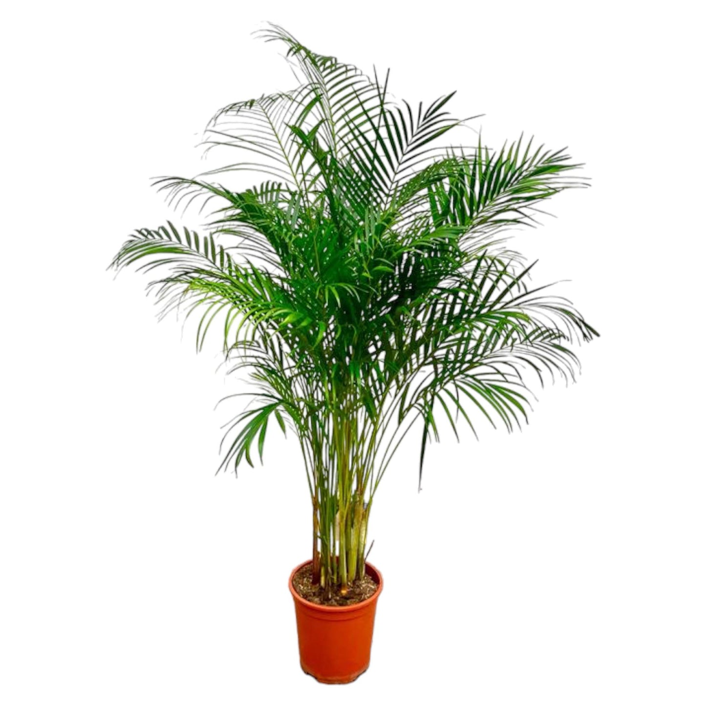 Dypsis Lutescens (Areca Palm) - 180 cm - Forest Plants